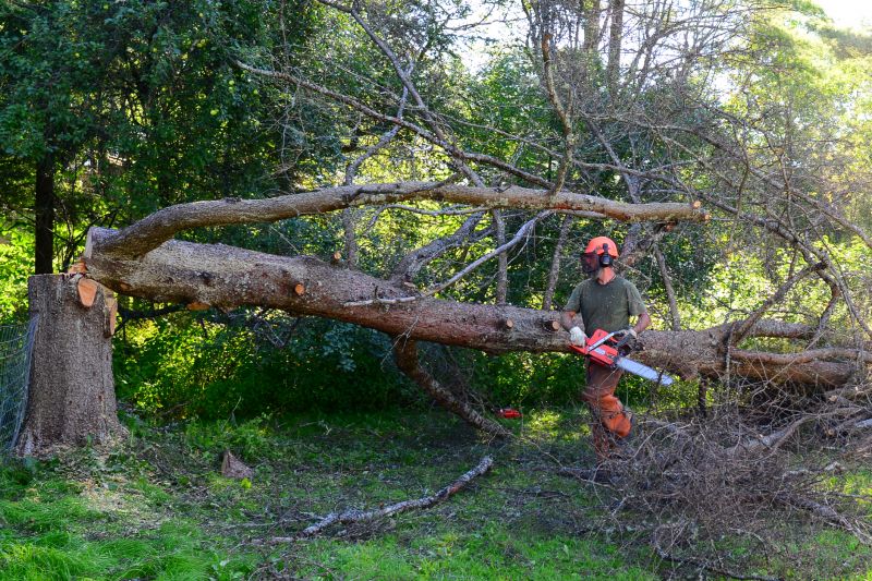 Arborist Tree Service detail