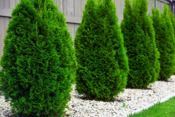 Arborvitae Planting in Houma