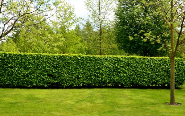 Hedge Planting in Houma