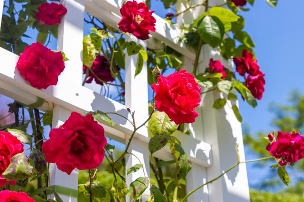 Home Gardening Service in Houma