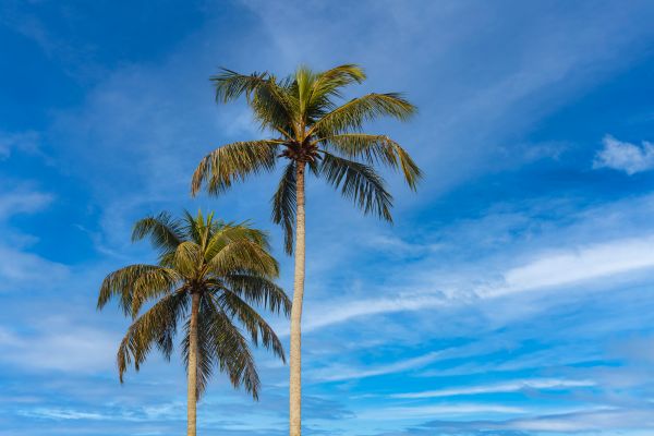 Palm Tree Planting in Houma