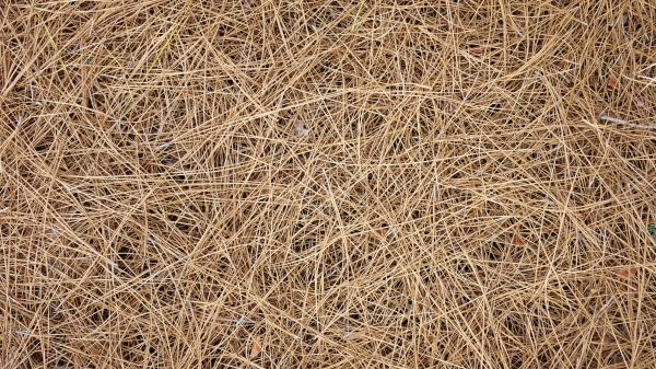 Pine Needles Delivery in Houma