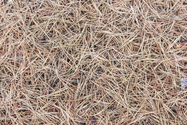 Pine Straw Installation in Houma