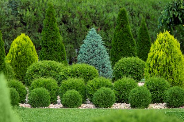 Shrub Replacement in Houma