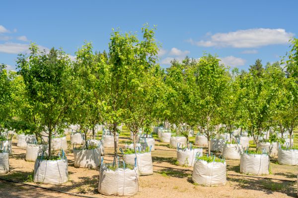 Tree Planting Service in Houma