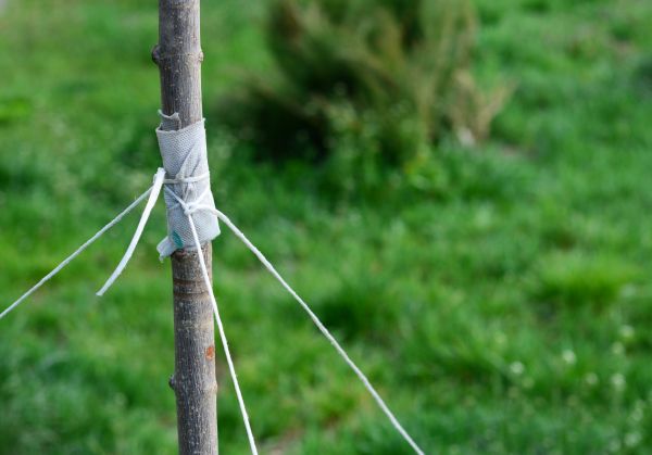 Tree Staking Service in Houma