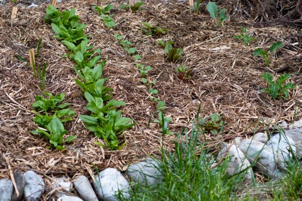Mulch Service in Houma