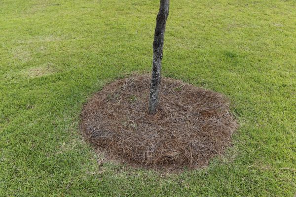 Pine Straw Spreading in Houma