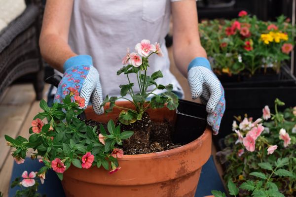 Plant Care Service in Houma