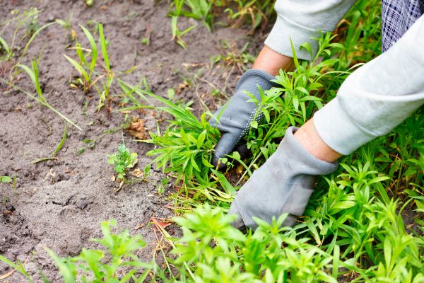 Garden Weeding Service