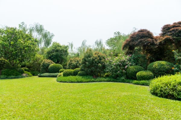 Tree Landscaping in Houma
