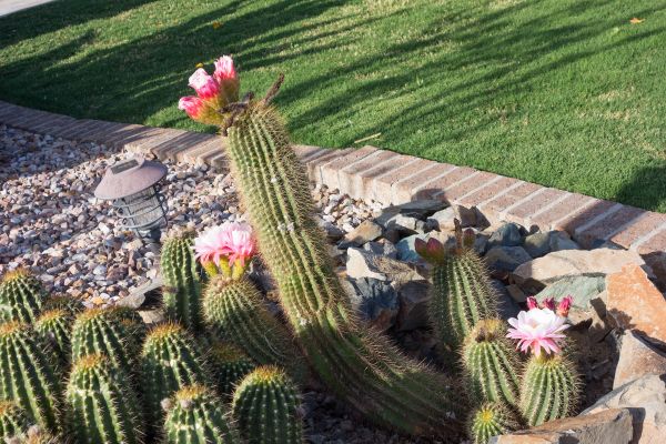 Desert Landscaping in Houma