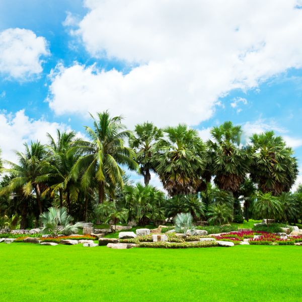 Tropical Landscaping in Houma