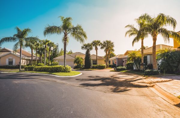 Palm Tree Landscaping in Houma