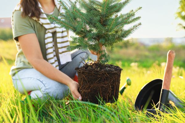 Spruce Tree Planting in Houma