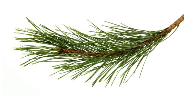 Pine Needles Installation in Houma