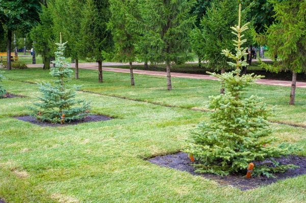 Privacy Trees Planting in Houma