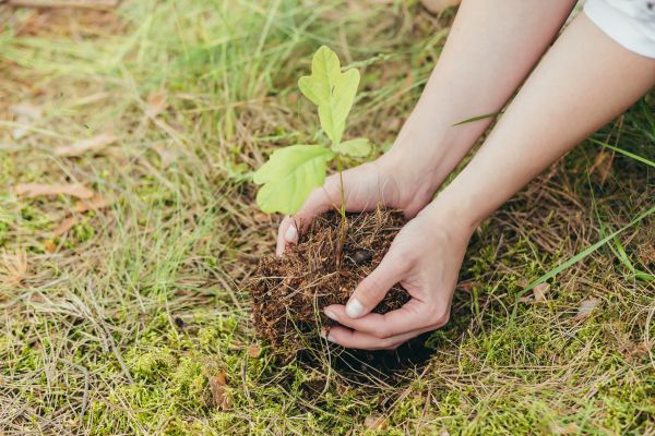 Oak Tree Planting in Houma