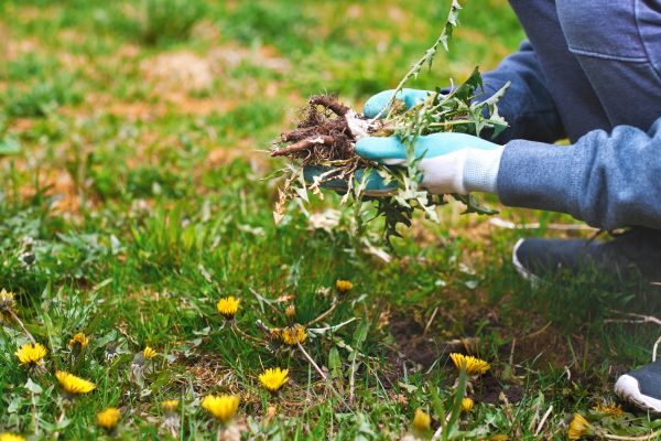 Flower Bed Clearing in Houma