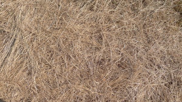 Pine Straw Replacement in Houma