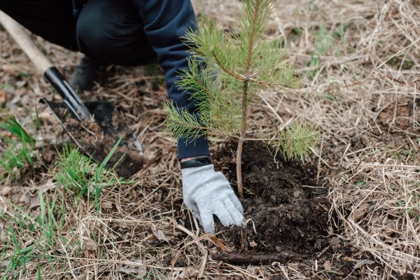 Pine Tree Planting in Houma
