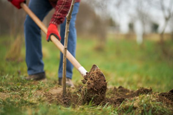 Trees Planting in Houma