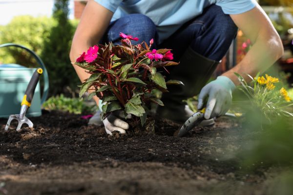 Plant Replacement in Houma