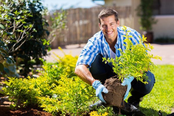 Shrub Landscaping in Houma