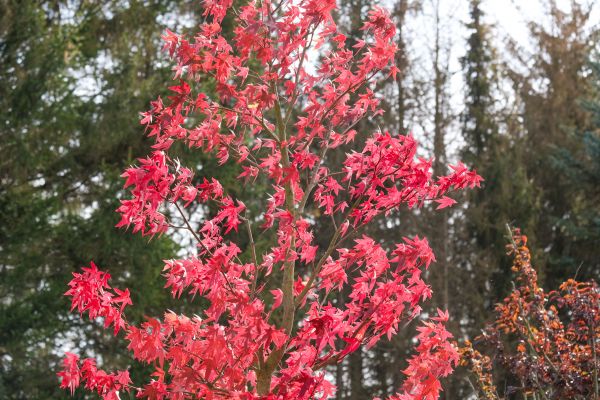 Japanese Maple Tree Planting
