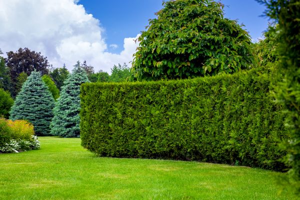 Hedge Landscaping in Houma