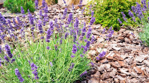 Pine Bark Landscaping in Houma