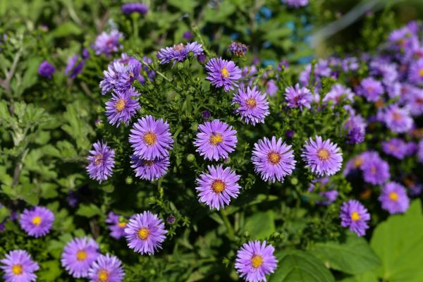 Perennial Flower Planting in Houma