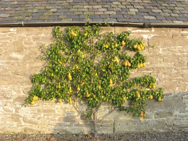 Pear Tree Removal
