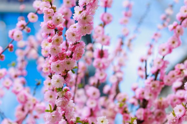 Japanese Cherry Tree Planting in Houma