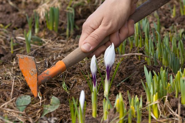 Flower Garden Weeding in Houma