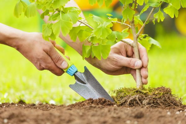 Fruit Tree Planting in Houma
