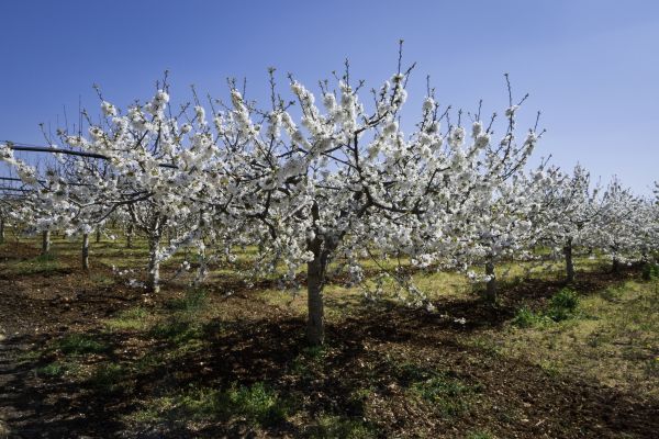 Orchard Planting in Houma