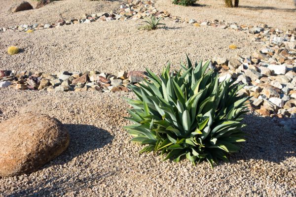 Xeriscaping Service in Houma
