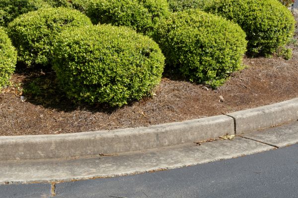 Pine Mulch Installation in Houma