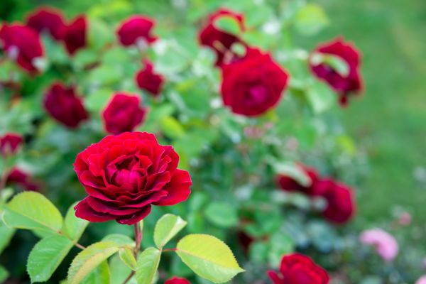 Rose Planting in Houma