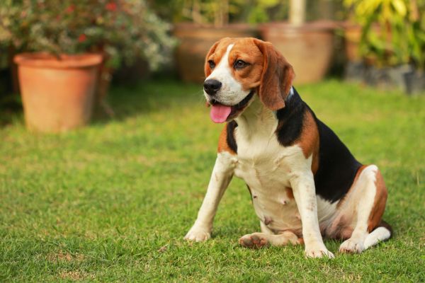 Dog Friendly Landscaping in Houma