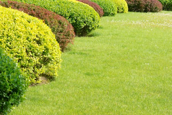 Shrubbery Planting in Houma