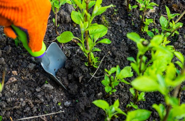 Hydrangea Planting in Houma