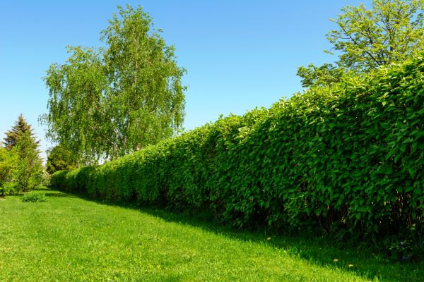 Hedge Replacement in Houma