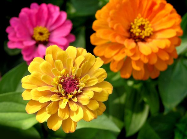Zinnia Planting in Houma