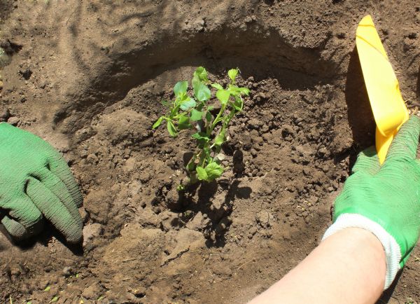 Rose Bush Planting in Houma