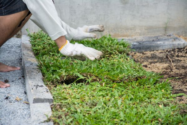 Ground Cover Planting in Houma