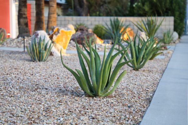 Drought Resistant Landscaping in Houma