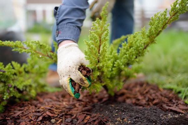 Church Mulching in Houma