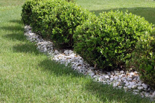 Boxwood Planting in Houma